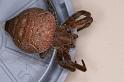 Cyrtophora_exanthematica_D4067_Z_88_Coochi island_Australie